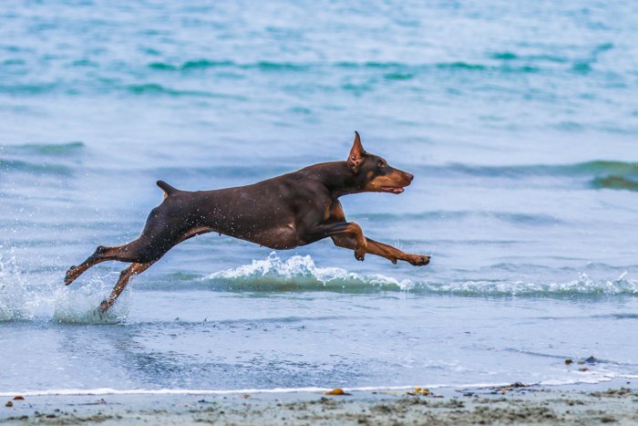 Фотопортрет коричневой собаки, бегущей по пляжу, с использованием телеобъектива.