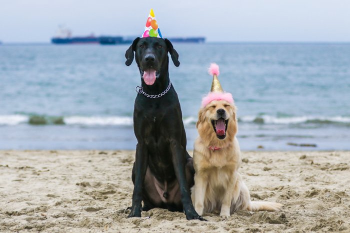 Фотопортрет двух собак на пляже в праздничных шляпах с использованием зум-объектива.