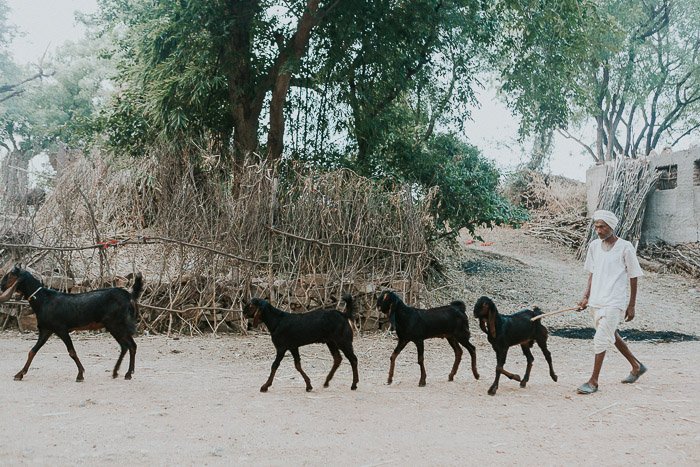 Путевая фотография стада черных коз, идущих по дороге в Индии. 