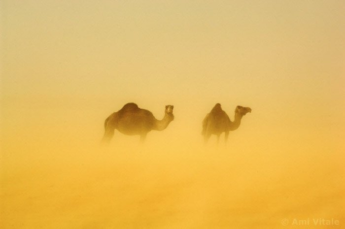 Атмосферное призрачное изображение 2 верблюдов работы Ами Витале. 