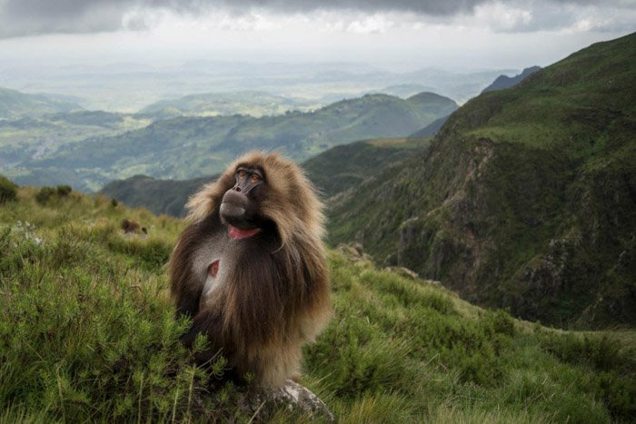 Портрет обезьяны геладо на фоне роскошного горного пейзажа в Эфиопии, автор Джефф Кирби. 