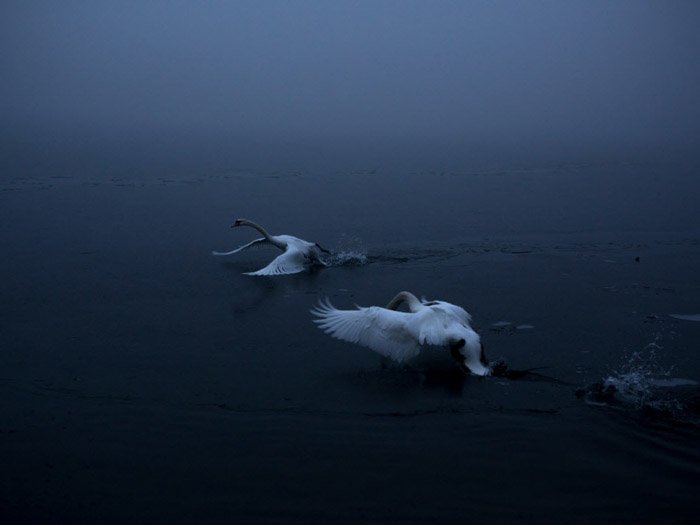 Атмосферная фотография 2 лебедей, садящихся на воду, сделанная Михаилой Сковрановой.