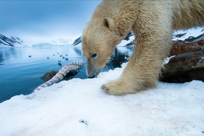 Флориан Шульц фото дикой природы белого медведя на льду. 