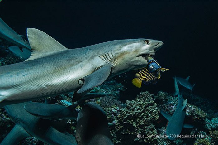 Лоран Баллеста подводная фотография акулы, поедающей рыбу. Известные фотографы, за которыми стоит следить онлайн
