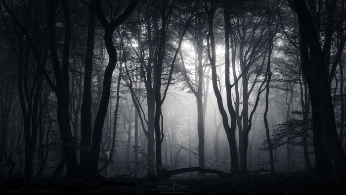 Черно-белая фотография леса. Художественная пейзажная фотография.