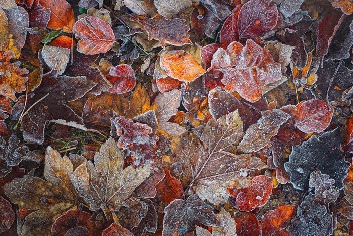 Сверху на снимке пейзажной фотографии ледяные листья на лесной подстилке.
