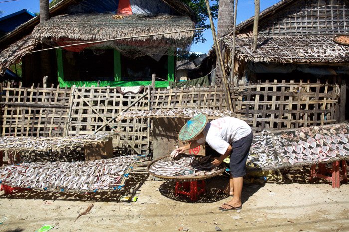Путевая фотография женщины, чистящей рыбу в Мьянме. 