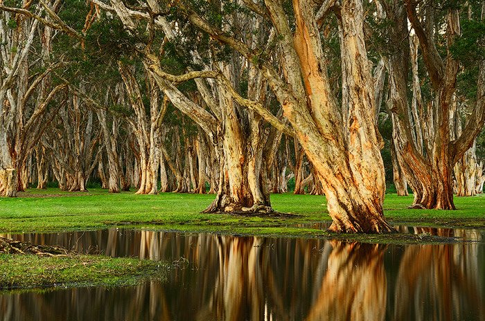 Лес деревьев с видом на огромные бассейны с дождевой водой в Centennial Park, Рандвик, Новый Южный Уэльс, Австралия