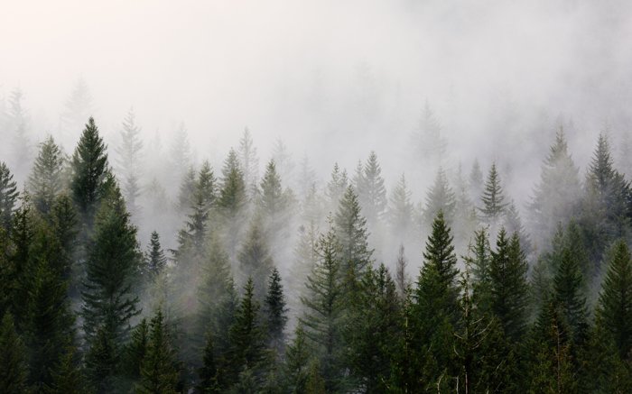Фотография сосен, покрытых туманом