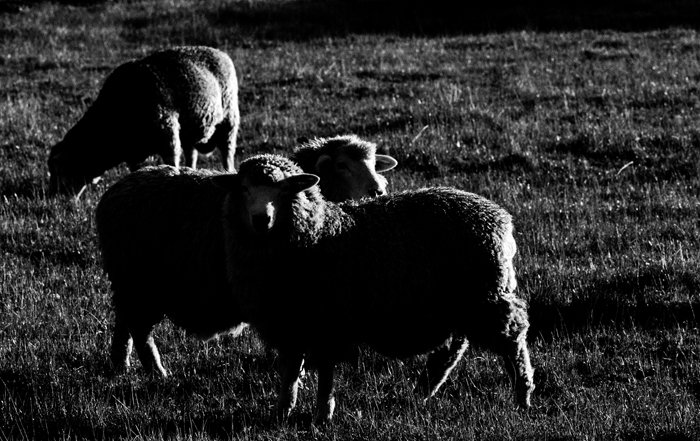 Монохромный фотопортрет трех пасущихся овец