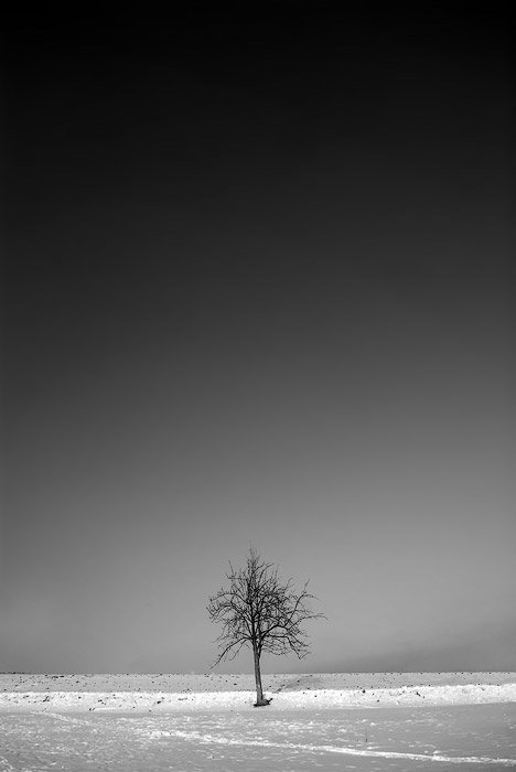 Голое дерево в центре заснеженного зимнего пейзажа