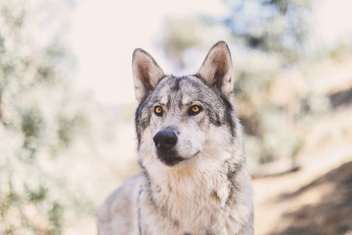 Потрясающий пример перспективы фотографии домашних животных, когда волкоподобная собака смотрит мимо камеры