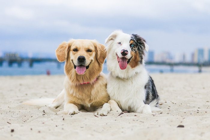 Симпатичная фотография домашних животных перспективный пример двух собак, лежащих на пляже и смотрящих в сторону камеры