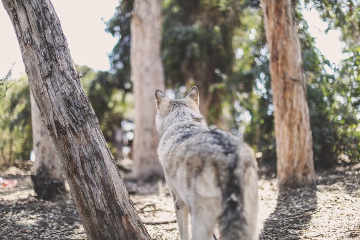 Волкоподобная собака стоит в лесу и смотрит в сторону от камеры - перспектива фото домашних животных