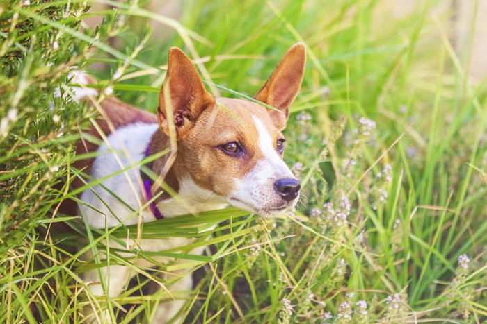 Светлая и воздушная перспектива фотографии домашних животных пример маленькой собачки в высокой траве