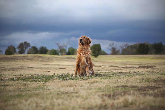 Коричневая собака сидит в поле и смотрит в сторону от камеры - фото домашних животных