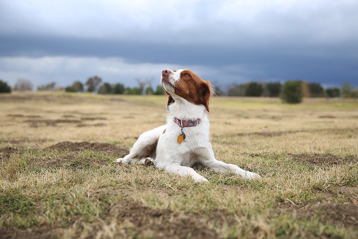 Ракурс фотографии домашних животных пример коричнево-белой собаки, лежащей на траве в пасмурный день