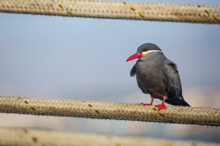 Маленькая птичка с красным клювом отдыхает на заборе.