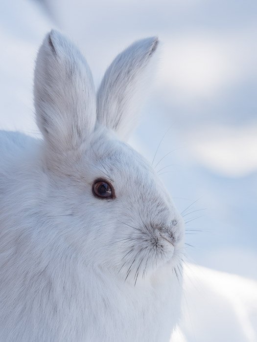 Snowshoe Hare portrait with the Lumix G9 camera