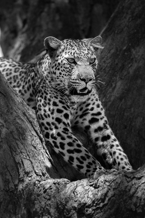 Черно-белый портрет леопарда, снятый объективом для съемки дикой природы