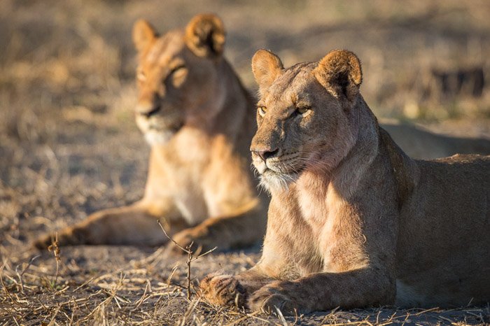 Дикая фотография пары львов, отдыхающих в Ботсване. 