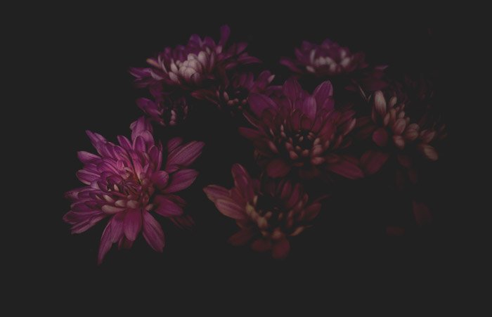 темная фотография розовых цветов
