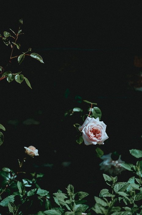 Розовая роза на кусте