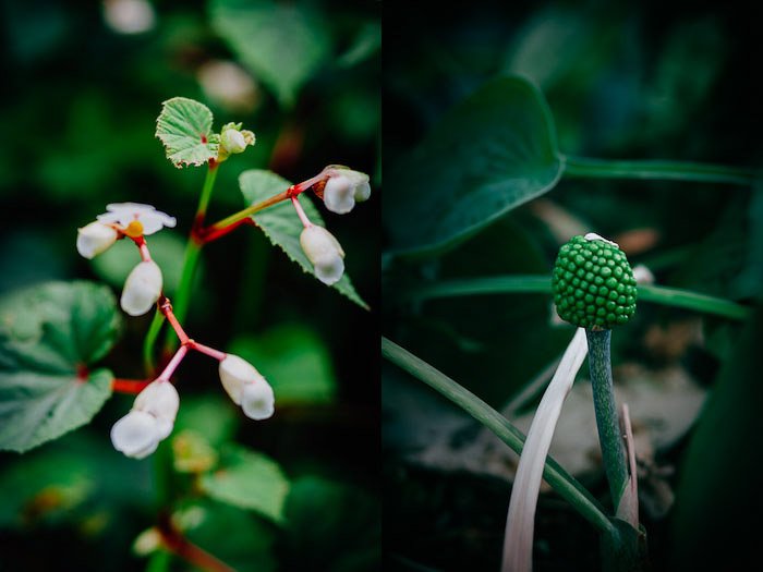 Свежий и зеленый цветочный фотодиптих