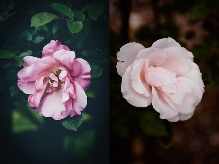 Диптих фотографии цветка розовой розы
