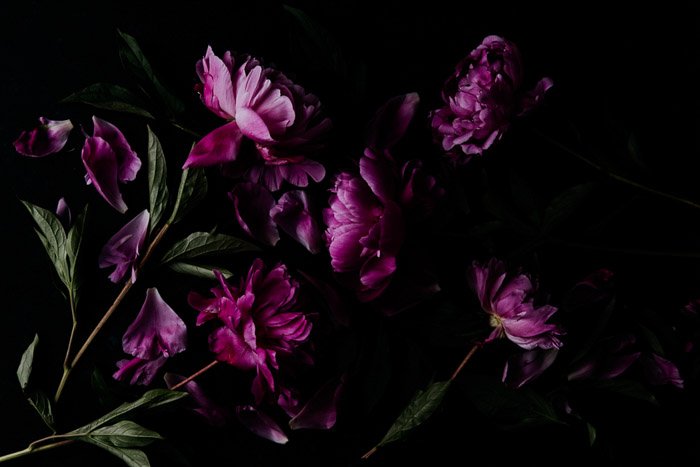 Атмосферная цветочная фотография розовых пионов