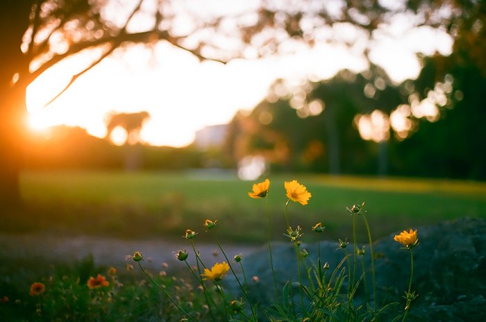 Dreamy low light photography of a green landscape with yellow flowers in the foreground
