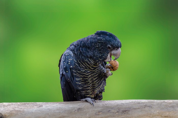Портрет тропической птицы, поедающей орех, крупным планом