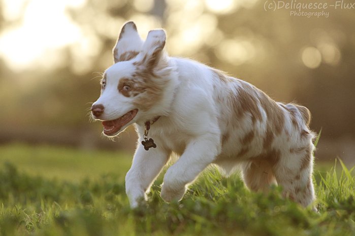 Милый портрет собаки, бегущей по траве