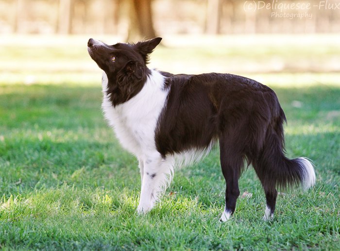Портрет собаки, стоящей на траве