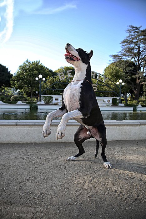 Игривый портрет черно-белой собаки, стоящей прямо