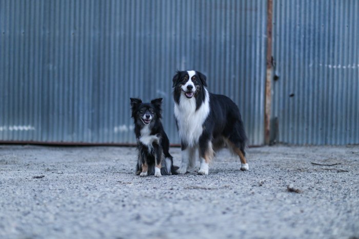 Портрет двух собак, стоящих у здания промышленного типа