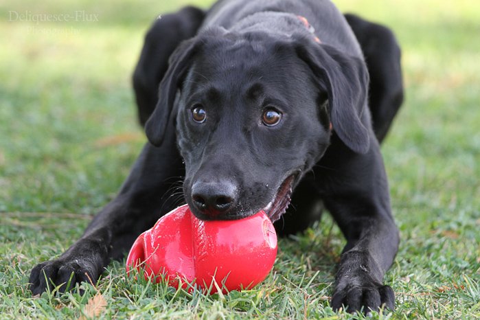 Милый портрет крупным планом черной собаки с мячиком в пасти