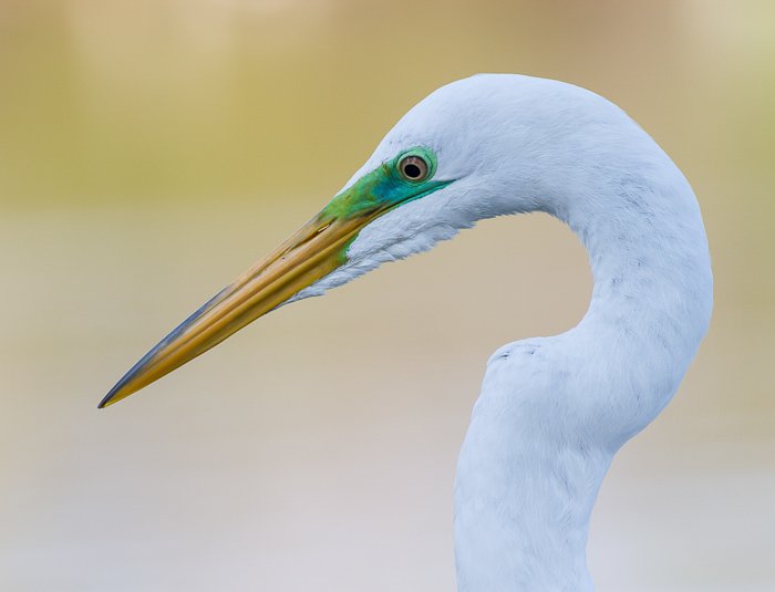 A close up wwildlife portrait of great egret