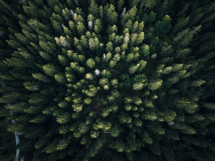 Аэрофотоснимок леса зеленых деревьев