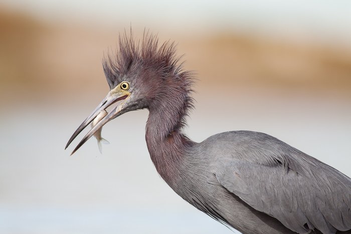 A bird photography portrait of the Little Blue Heron - wildlife photography rules