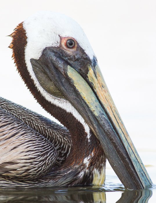 Портрет пеликана в воде крупным планом - правила фотографии дикой природы
