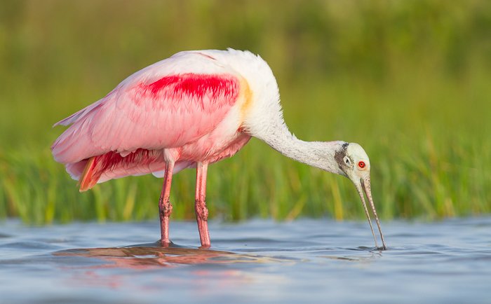 A wildlife portrait of the Roseate Spoonbill in water
