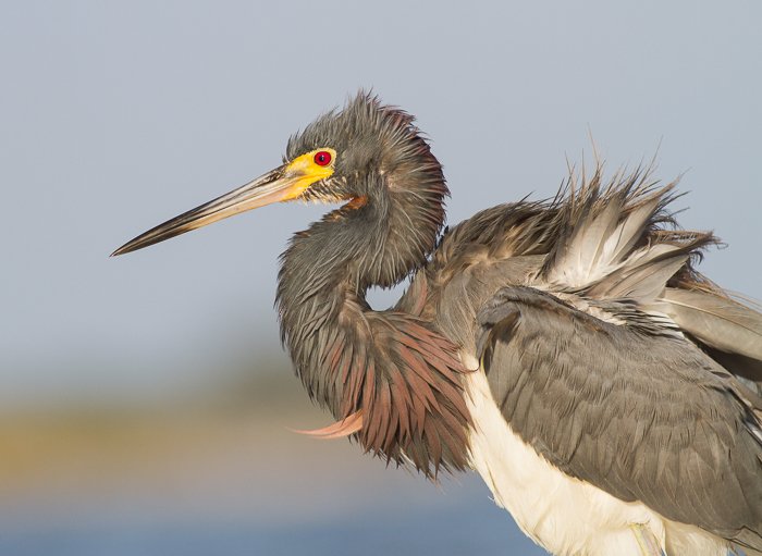 Close up wildlife photo of the Tricolored Heron