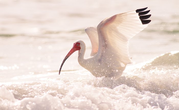 Stunning bird photography portrait of the white Ibis landing on foamy water