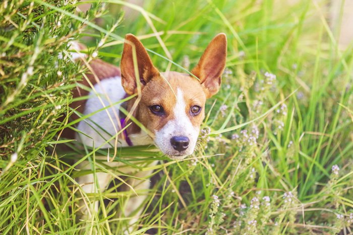 Милая бело-коричневая собака стоит в длинной траве