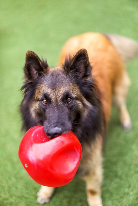 Большая коричнево-черная собака стоит на траве с красным мячиком в пасти - ошибки фотомонтажа, которых нужно избегать