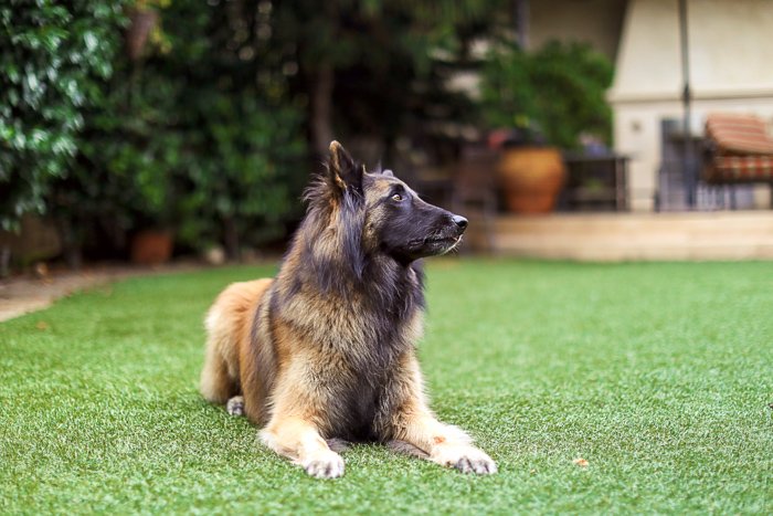 Большая коричнево-черная собака лежит на траве