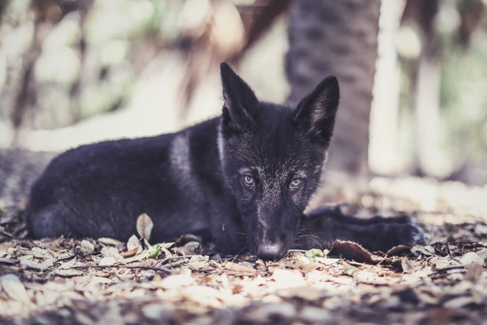 Портрет черного волка, похожего на собаку, сидящего на улице