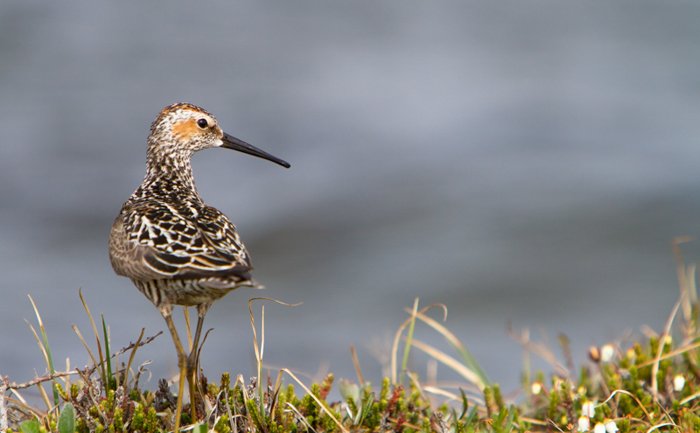 Audubon bird standing on the grassy hill overlooking blue waters 
