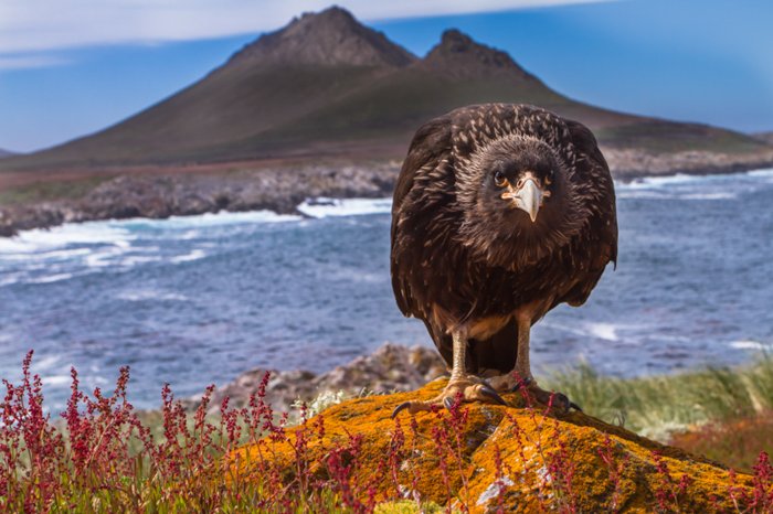 Каракара большая птица, обращенная лицом к камере, стоит на оранжевом холме с горой и синим морем за ним